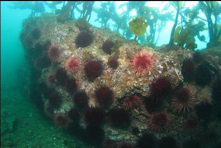 urchins on a rocky ledge