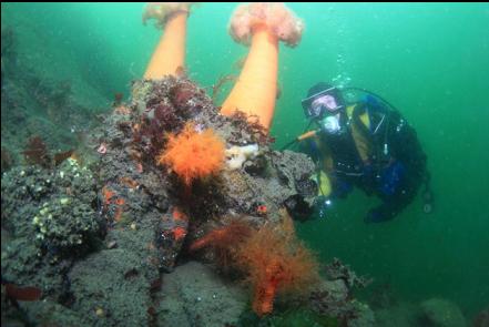 orange burrowing cucumbers and plumose anemones