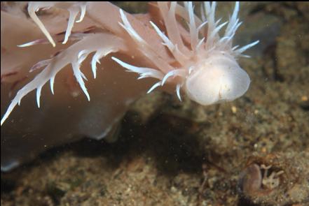 giant nudibranch hunting a tube-dwelling anemone