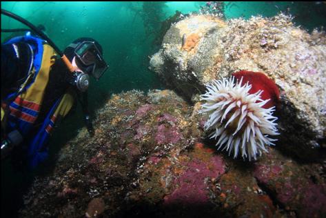 fish-eating anemone