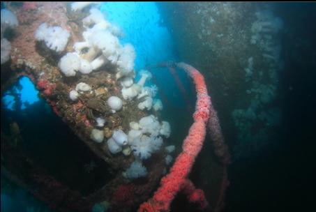 strawberry anemones and plumose anemones