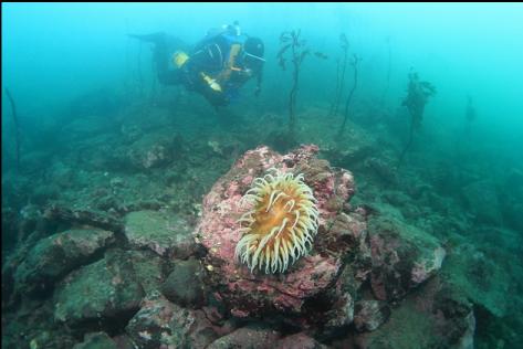 fish-eating anemone