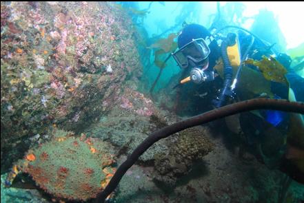 Pugrt Sound king crab