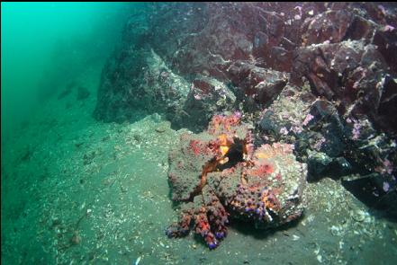 Puget Sound King crabs