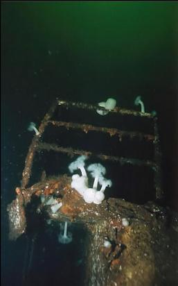 PLUMOSE ANEMONES ON SUPERSTRUCTURE