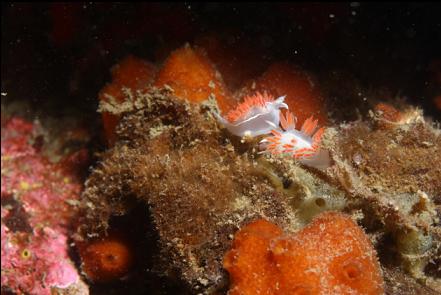 nudibranchs