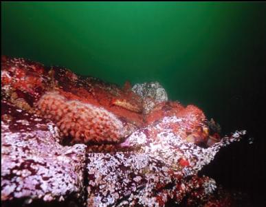 ZOANTHIDS AND ROCKFISH ON REEF