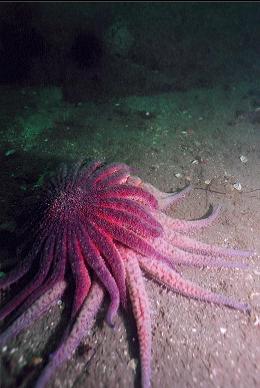 FRIENDLY OR HUNGRY SEASTAR