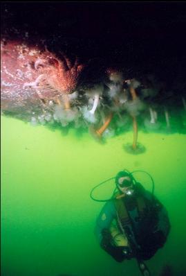 SEASTARS AND ANEMONES ON HULL