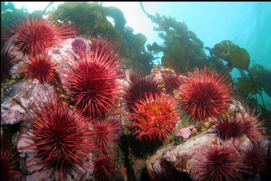red fish-eating anemone and urchins 