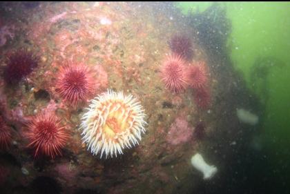 fish-eating anemone on a small wall