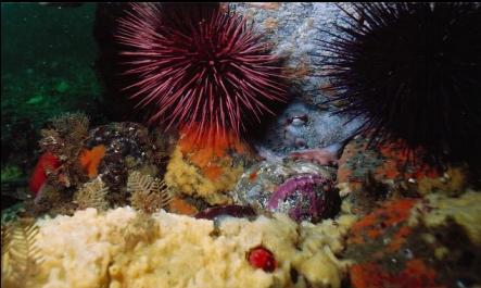 OCTOPUS IN COLOURFUL DEN