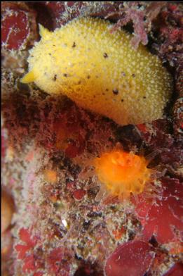 nudibranch and cup coral