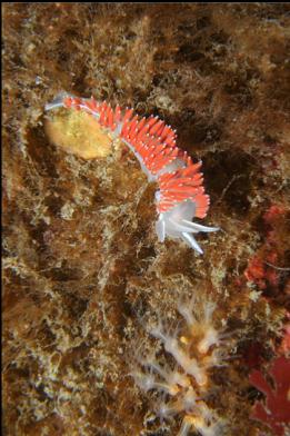 nudibranch and octocorals