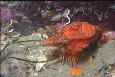 grunt sculpin