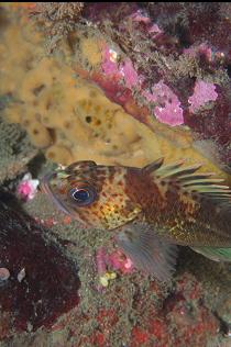 JUVENILE QUILLBACK ROCKFISH