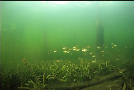 fish around pilings