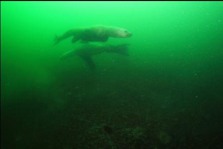 sealions