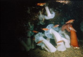 ANEMONES AND ROCKFISH UNDER HULL