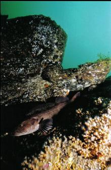 LINGCOD AND ZOANTHIDS