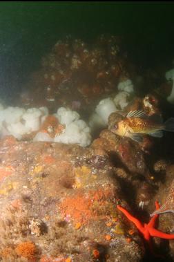 quillback rockfish