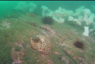 octopus with kelp greenling in background