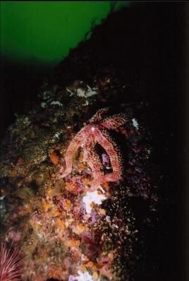 SEA STAR ON WALL