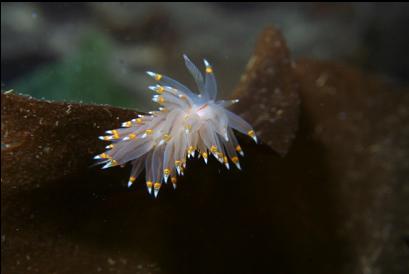 nudibranch