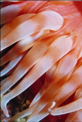 SWIMMING ANEMONE