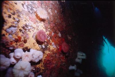 ANEMONES IN TUNNEL