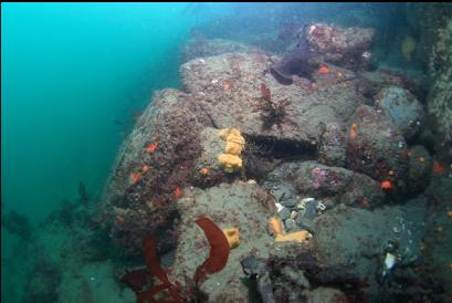 small yellow sponges at end of reef