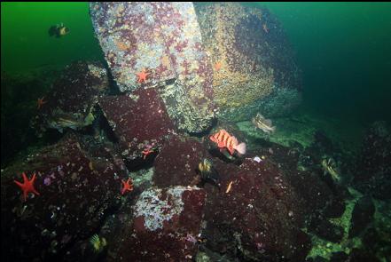 rockfish around the boulders