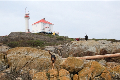 lighthouse dogs