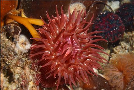 brooding anemone