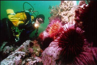 FISH-EATING ANEMONE AND URCHINS