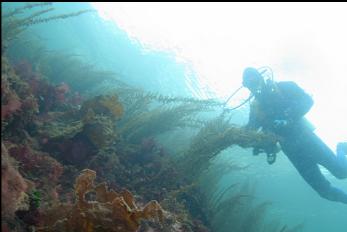 SEAWEED IN SHALLOWS