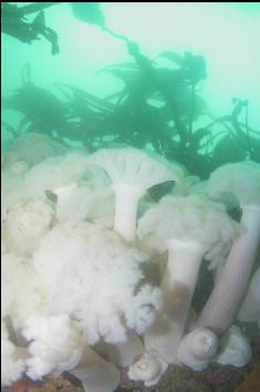 PLUMOSE ANEMONES