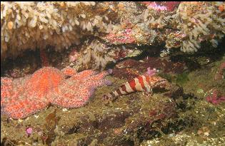 PAINTED GREENLING, LIGHTBULB TUNICATES AND SUNFLOWER STAR