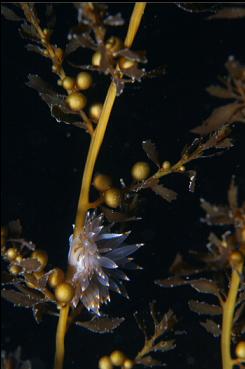 NUDIBRANCH ON SEAWEED