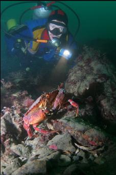 RED ROCK CRAB