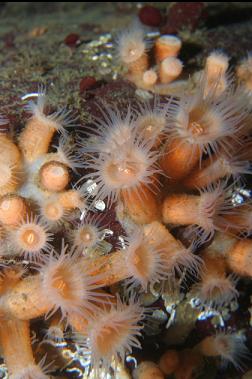 zoanthids