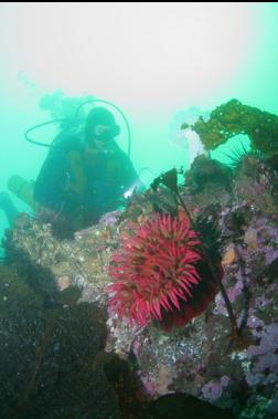 another fish-eating anemone