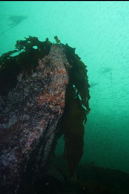 boulder and school of tube-snouts 50 feet deep