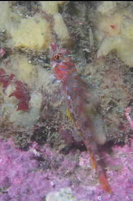 longfin sculpin