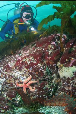 stuff on shallow reef