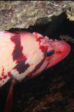 tiger rockfish