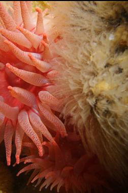 anemones and hydroids