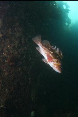 copper rockfish