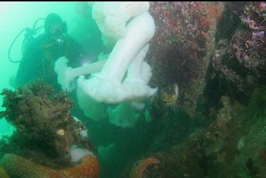 quillback rockfish under anemones
