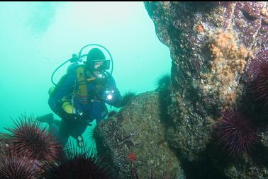 zoanthids and urchins on reef